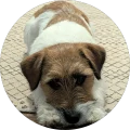 Sherry A. Avatar